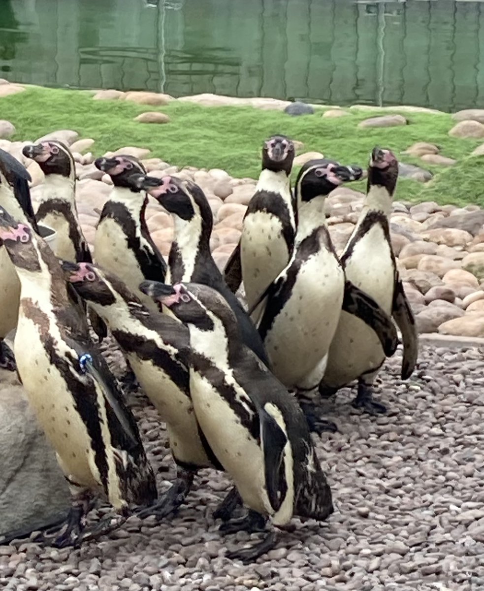 Art_BASFC's tweet photo. Fabulous day with 8C3 visiting Exploris Aquarium and meeting so many amazing sea creatures. Then a walk and some shell and stone sculptures at Kearney Village and beach. https://t.co/h81cq6vgkQ
