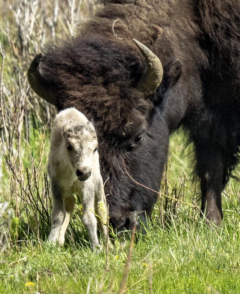 Jayd0t's tweet photo. The White Buffalo Prophecy. A white Buffalo was born this week in yellow stone national park. @CUBuffsFootball the last time this Happen was 1994 CU went 11-1 and my Relative Rashaan won the Heisman #ibelieve https://t.co/WniciboP5V