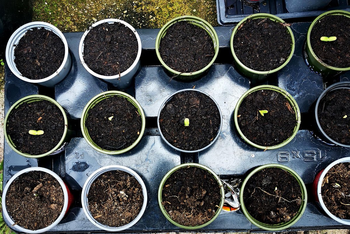 CedarCourtHome's tweet photo. Here is the first glimpse of our sunflowers. They're coming on already! #Sunflowers #30DaysWild #GrowingThings https://t.co/wzMNgOO4oZ