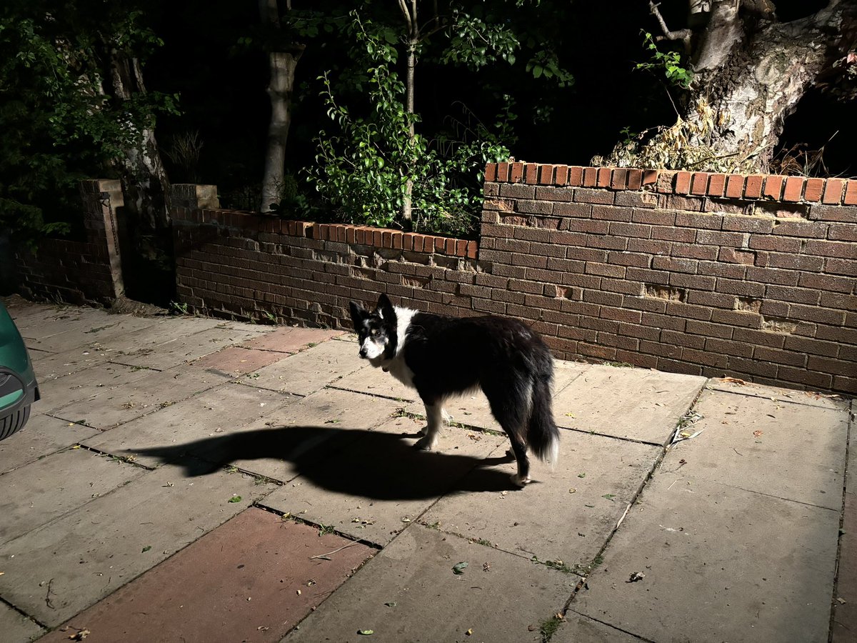 Puppy Bess and Auntie Kes tweet media