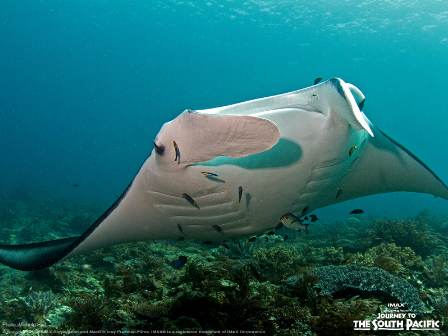 One World One Ocean tweet media