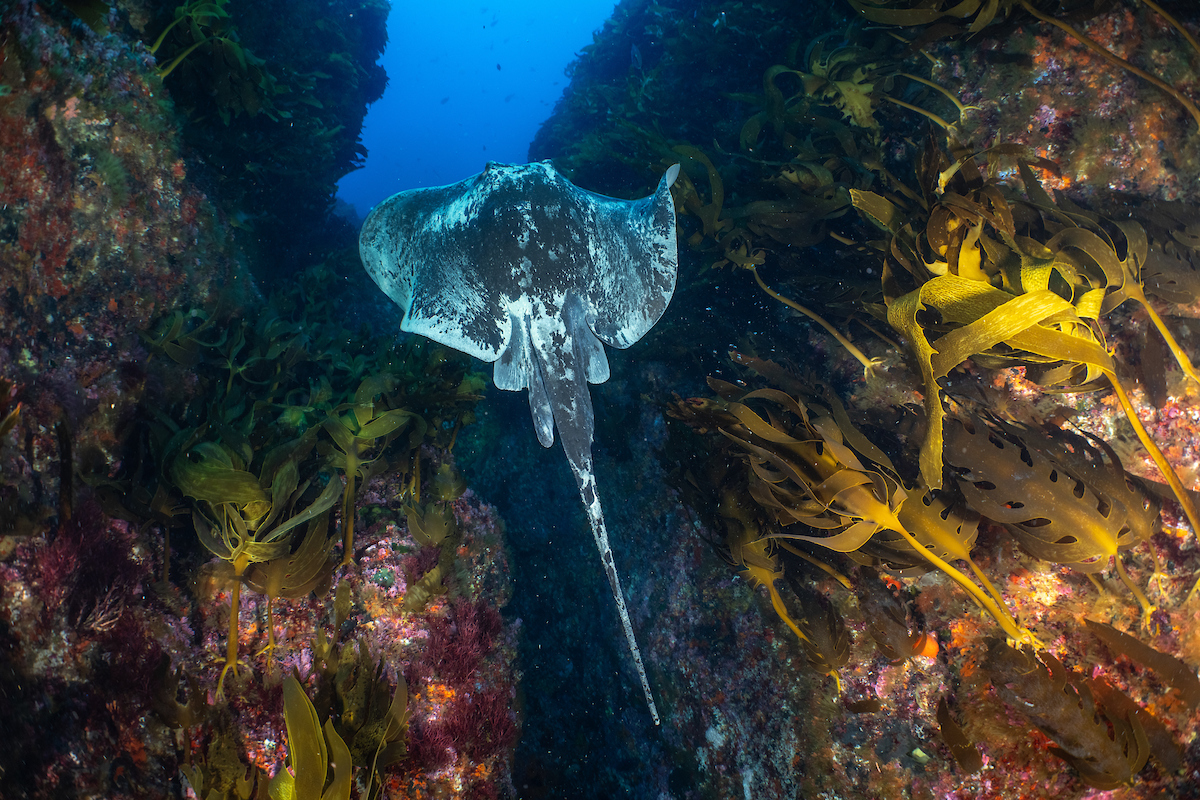 Sea_Legacy's tweet photo. In our latest episode of “A Sea of Hope,” we and our local partners showcase the stark difference in ocean health between the regulated regions and their barren counterparts.

Watch here: https://t.co/WY4PbiXsaQ

📸 by @cmittermeier

@paulnicklen @andymannphoto https://t.co/9upFcWe9dw