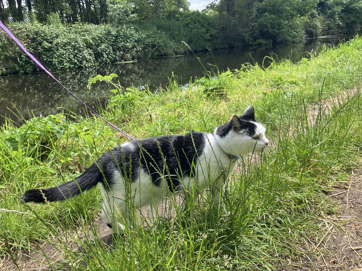 Tiddles Plumpkin tweet media