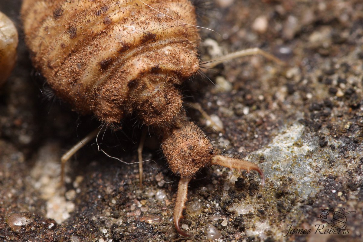 james99roberts's tweet photo. What a fun little creature! The ant lion (Euroleon nostras) found in Blythburgh Suffolk. With only 318 records on NBN and a relatively recent arrival in the UK. https://t.co/Q4vQ0bGSwA