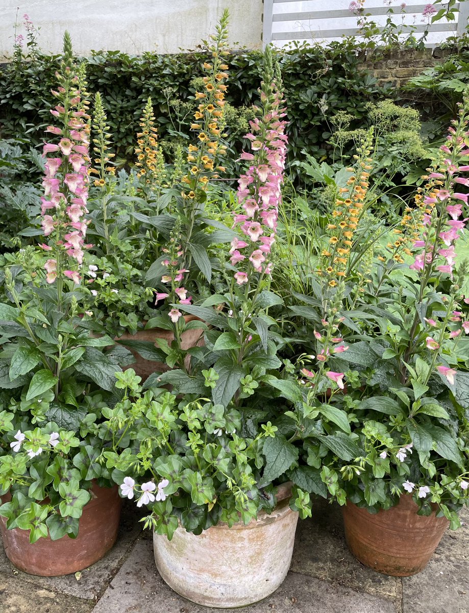 gardenexcel's tweet photo. Digiplexis. https://t.co/75D6gq447u