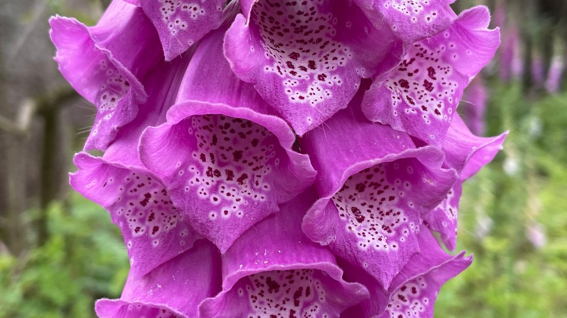 Zodra deze plant in bloei staat, kun je er niet omheen: het prachtige vingerhoedskruid ➡️ rtvd.nl/3xeGIR8