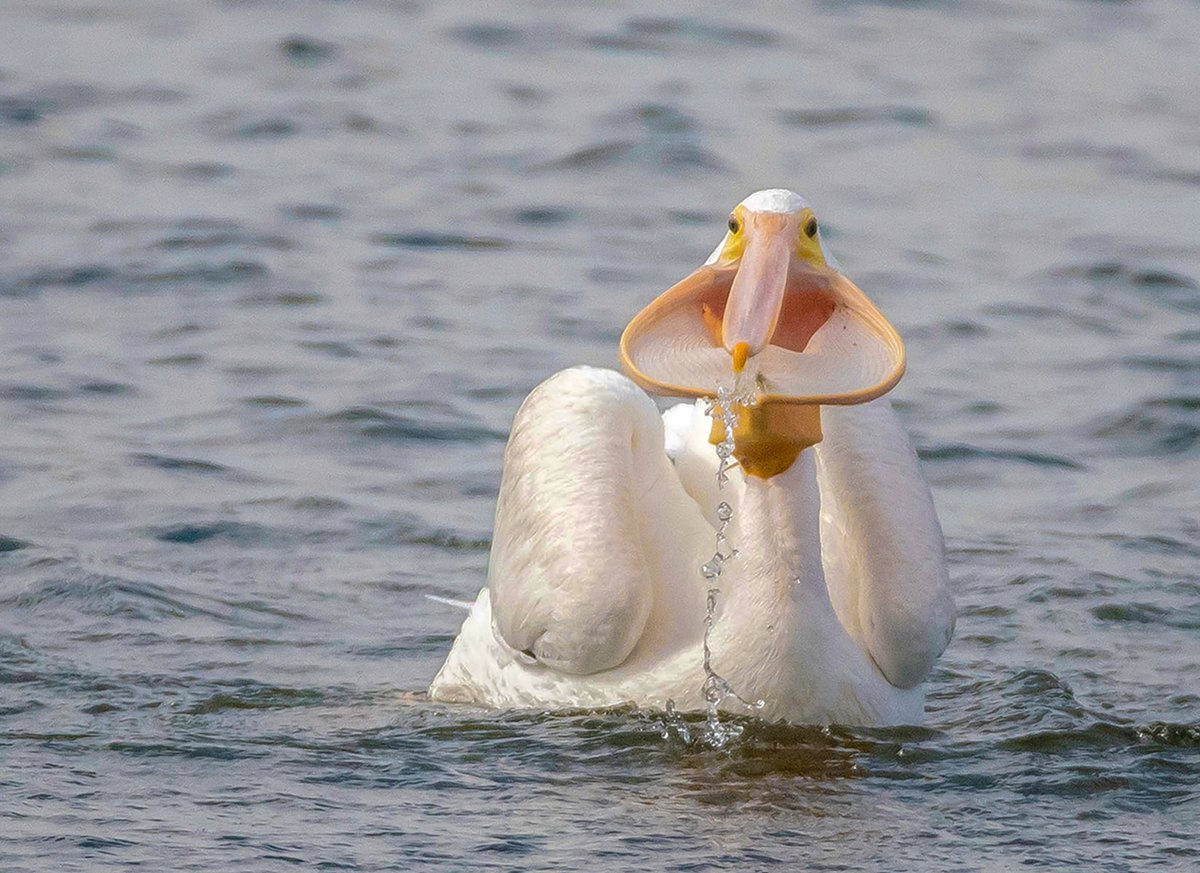 is somebody gonna match my beak? 

***possibly not because ornithologists tend to use the word “bill” when discussing birds with more fleshy beaks like ducks and pelicans and whatnot