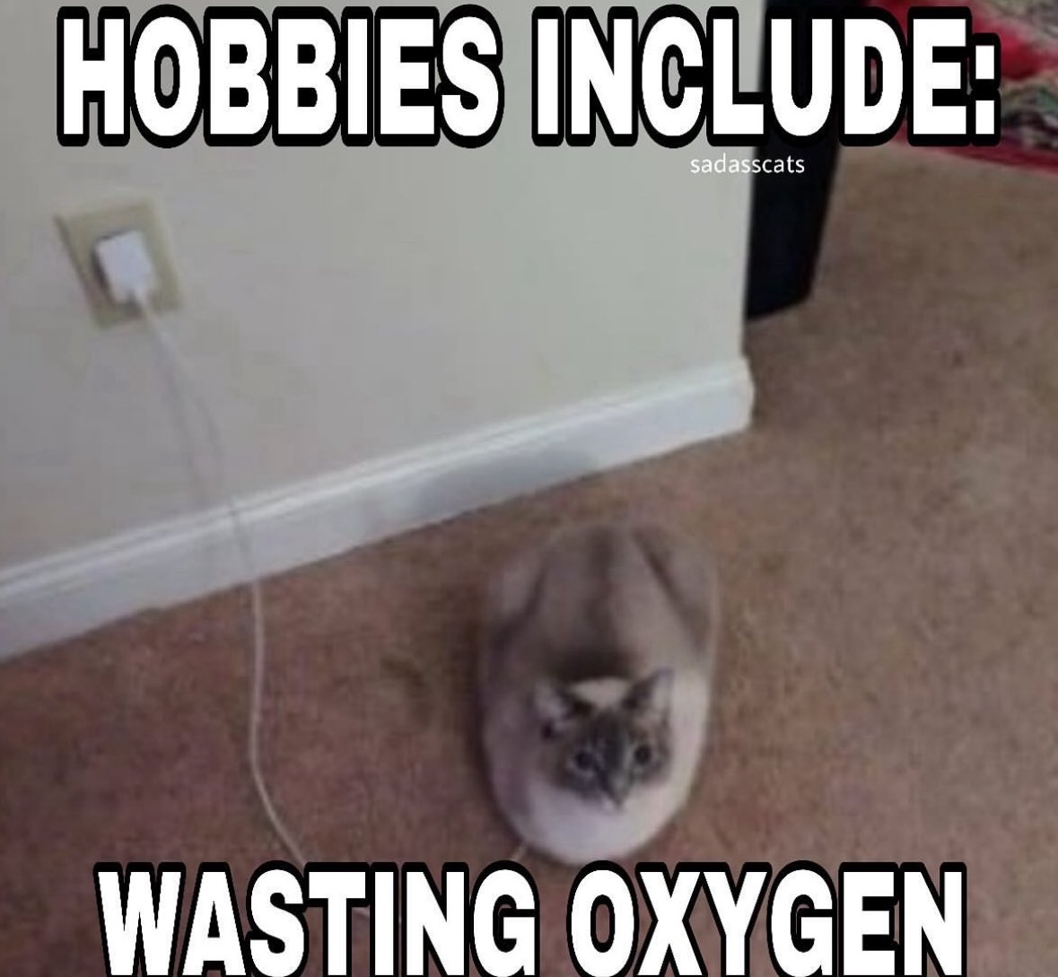 LiterallyMeCats (@literallymecats) on Twitter photo 