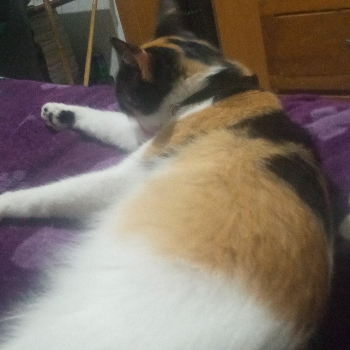 Pto calor horrible  💀 hasta mi gata vino a que le dé el aire