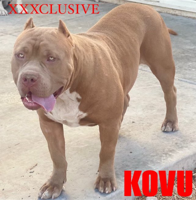 XXXCLUSIVEBULLY's tweet photo. XXXCLUSIVE KOVU 
Vanilla Deluxe son at one year old 
Los Angeles Regulate lives on 

#americanbullyz 
#xlbullyz 
#XLAB 
#abkc https://t.co/A7AHgM8YNs