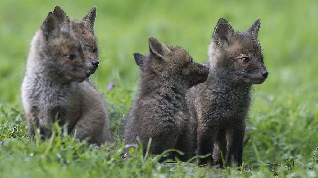 BBC Springwatch tweet media