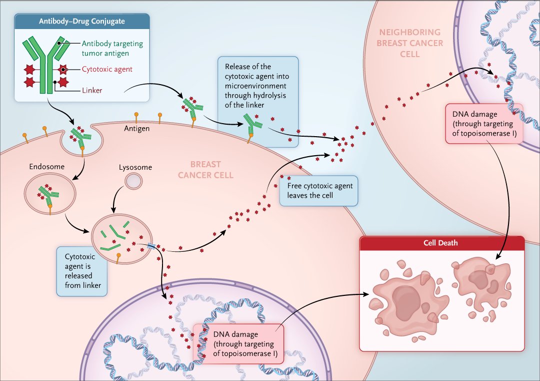 NEJM's tweet photo. Mechanism of Action of Antibody–Drug Conjugates Sacituzumab Govitecan and Trastuzumab Deruxtecan. Learn more in the latest Case Records of the Massachusetts General Hospital: https://t.co/yF03AaacPo https://t.co/dJ5joHrmiH
