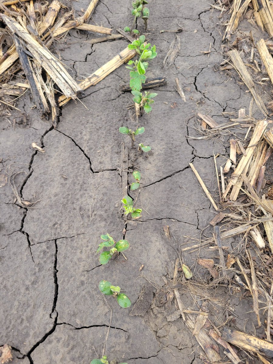 OrvinBontrager's tweet photo. Patience is a virtue when dealing with damaged soybeans from pre-emerge PPO inhibitor applications. https://t.co/3NfgcpmNU3
