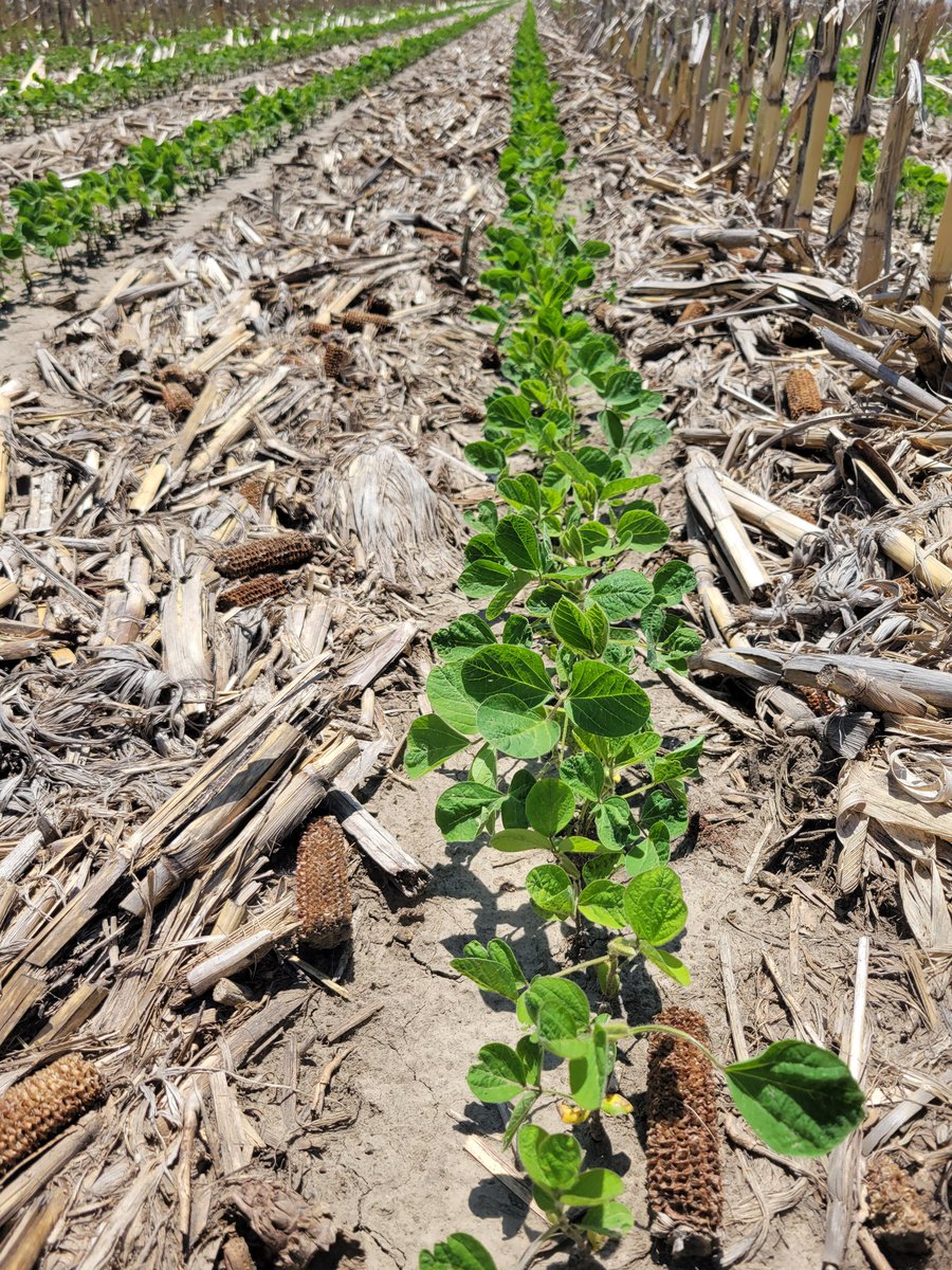 Patience is a virtue when dealing with damaged soybeans from pre-emerge PPO inhibitor applications.