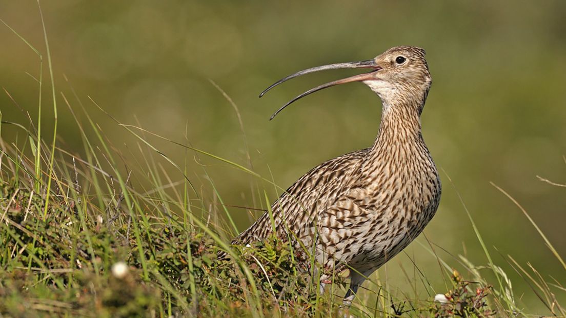 Vogeltellers én -liefhebbers opgelet: <a href="/grauwekiek/">Grauwe Kiekendief - Kenniscentrum Akkervogels</a> presenteert een nieuw dashboard met info over broedvogels. Lees meer: rtvd.nl/4enN5Cg