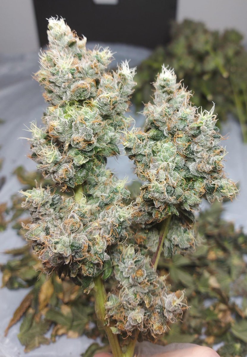 r/microgrowery
🌿 #GrowYourOwn #Weed #DoSeeds🌿 by EssayAvailable9792
Wrapped up the 2x4, Headband x Alien og👽