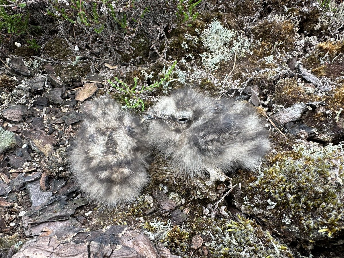 Mya Bambrick tweet media