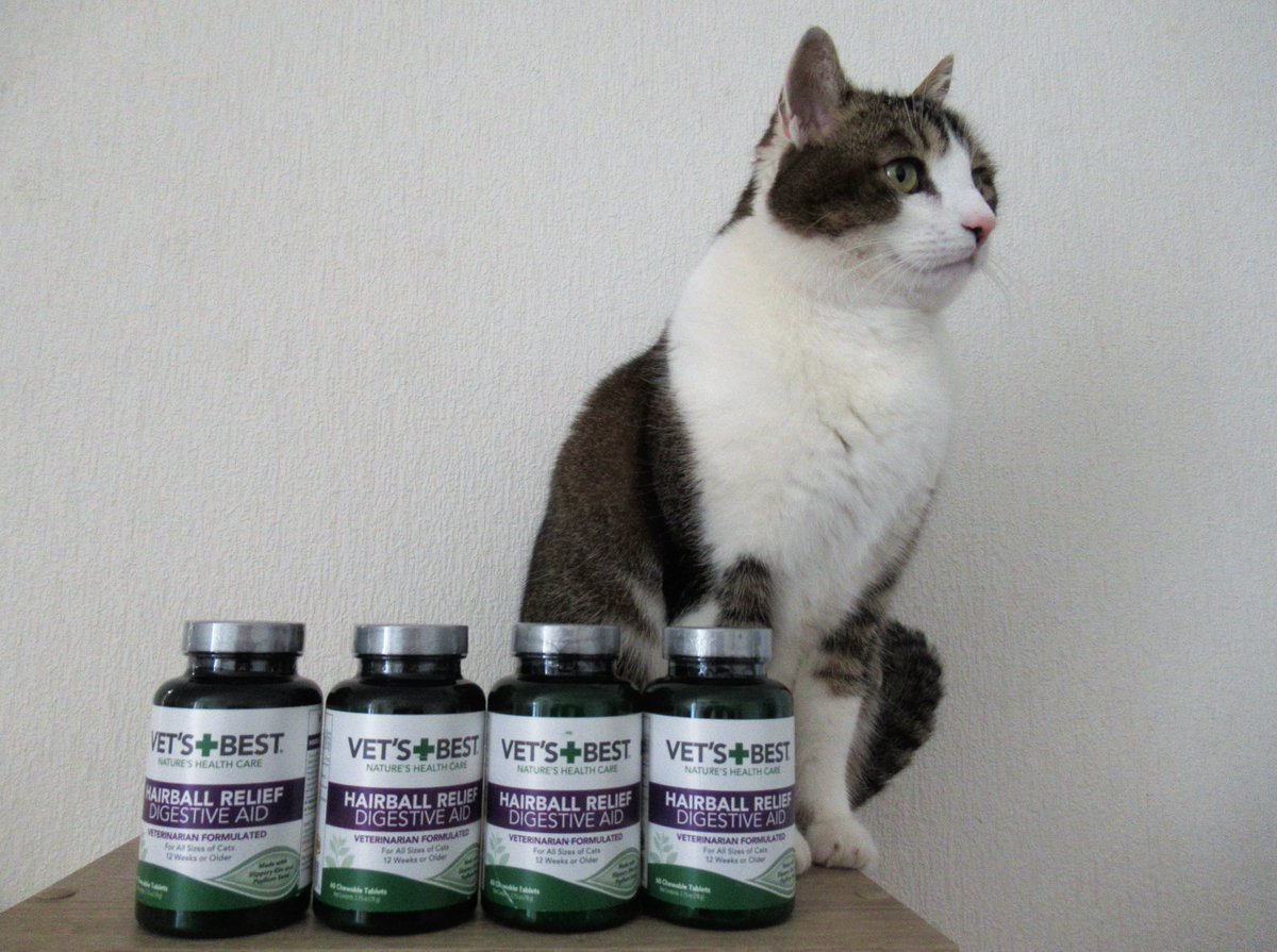 jasper_swiss's tweet photo. A lifetime supply of  anti-hairball snacks for the chronic hairball hacker! The battle to get him to take them commences! ⛑️#CatsOfTwitter, #CatsOfTwitter, #CatsOfX, #PillTime https://t.co/Qaz5YX7nc6
