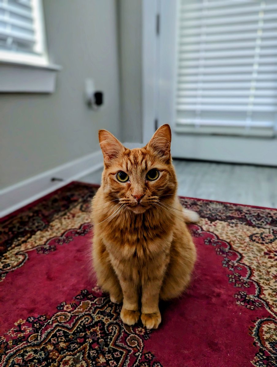 StormCTF's tweet photo. Stitch - It is with a heavy heart that I announce the passing of #ScriptKitty (aka Pax). Many of you may have seen in passing this little orange floof if we ever had a video chat or IRL but most don't know how close he truly was to me. Fuck you, cancer. https://t.co/dwCVBzopgd