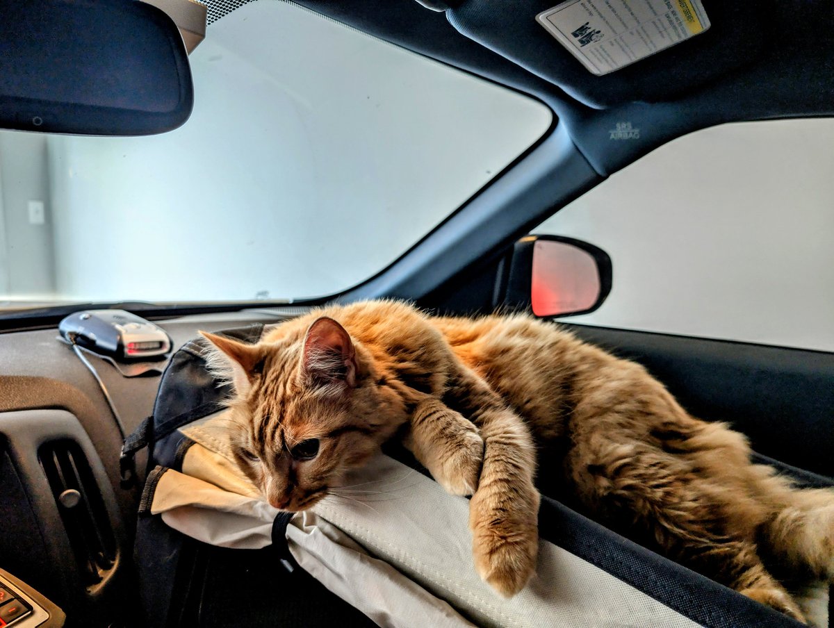 StormCTF's tweet photo. Stitch - It is with a heavy heart that I announce the passing of #ScriptKitty (aka Pax). Many of you may have seen in passing this little orange floof if we ever had a video chat or IRL but most don't know how close he truly was to me. Fuck you, cancer. https://t.co/dwCVBzopgd