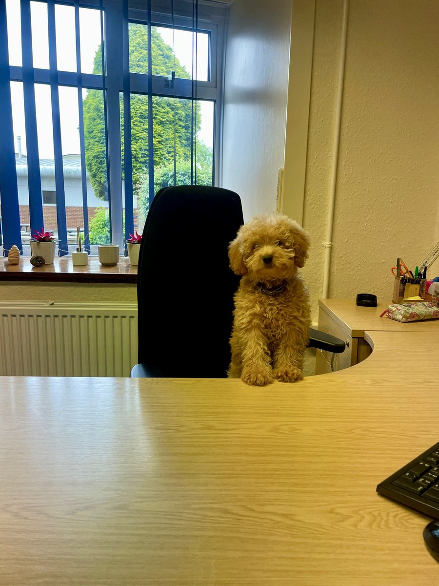When the boss is away the puppy gets to play!
#Headteachertakeover
 #Puppyplaytime 
#Schooldog