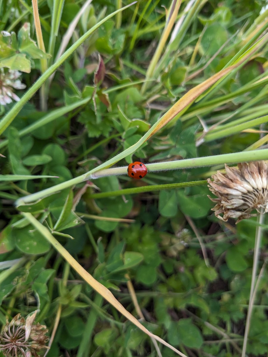 CUHedgehogs's tweet photo. To celebrate #GreatBigGreenWeek, we welcomed pupils &amp; teachers from @CMPS_Cardiff &amp; @GladstonePSCar1 for a pollinator survey on campus.

Thank you all &amp; a big shout out to @cardiffuni staff/students &amp; Cathays residents for supporting the activity as group leads.

#FriendsInNature https://t.co/euYlafESkY
