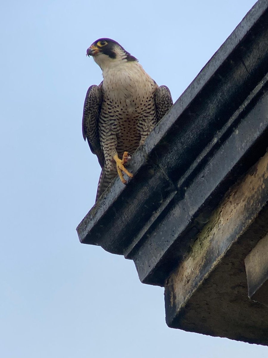 Huddersfield Peregrines tweet media