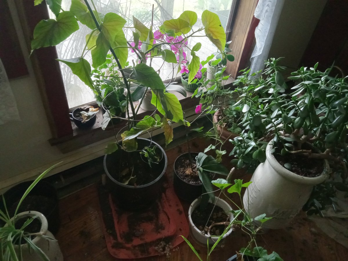 HillSimple's tweet photo. House plants are new to me as I now have a house instead of a trailer ie more windows and steadier heat. It has been quite the adventure propagating plants and gifting them has to be my favorite. Any of the plants I've been gifted I think of the people who gave them to me. https://t.co/YInHZ0VsHQ