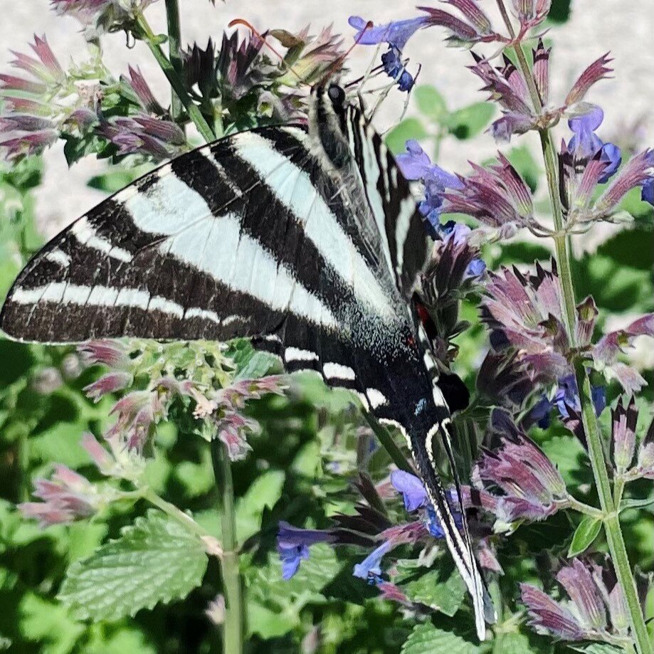 klausinggroup's tweet photo. 🌼🐝 Just another buzzing day in the garden! 🌸 These two busy pollinators dropped by for a sip, doing their part to keep our blooms beautiful and thriving. 🦋 🌻 https://t.co/Ttj8dNgMuv