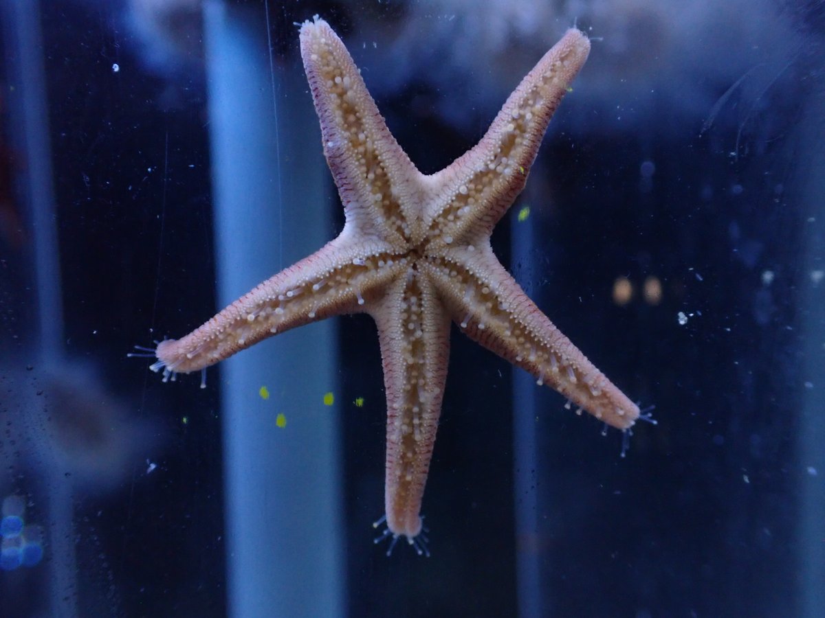 ヒメヒトデの幼体と成体。