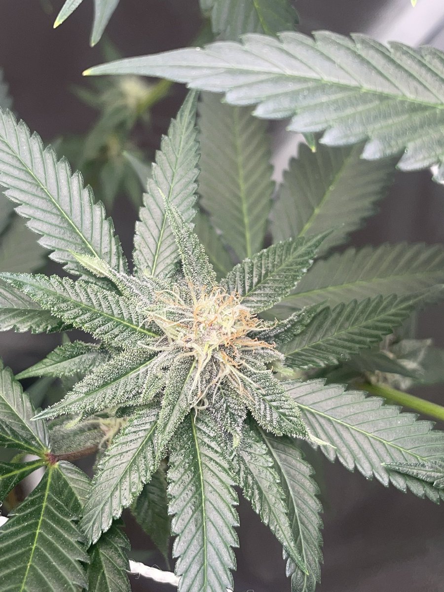 BrewaFromTheSewa tweet media