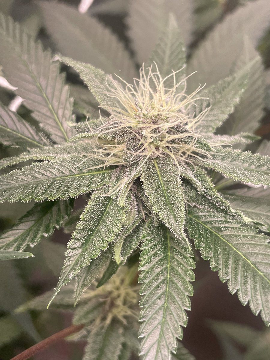 BrewaFromTheSewa tweet media