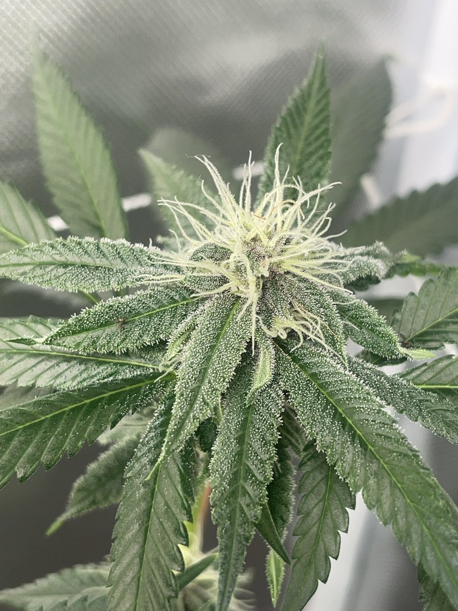 BrewaFromTheSewa tweet media