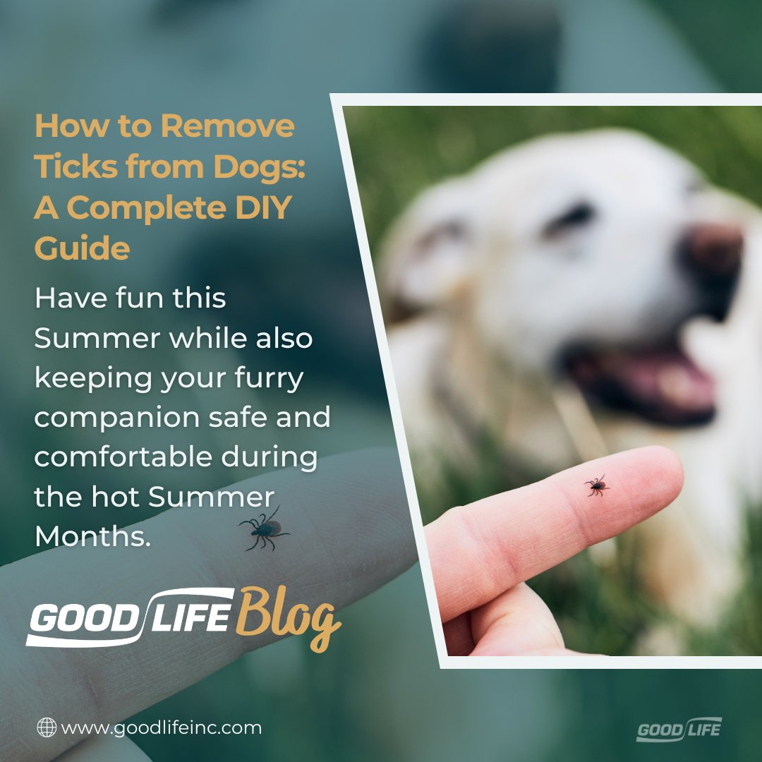 shopgoodlifeinc's tweet image. Full BLOG: bit.ly/3yI7fXx
Ticks can often carry tons of diseases which can be very harmful to you and your pet, and that is why it is very important to learn how to properly remove and dispose of ticks safely!

#goodlifeinc #safety #dogblog #dog #dogs #tick #ticks