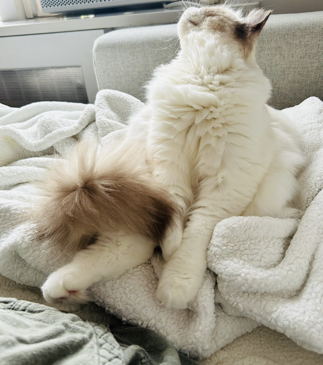 She’s waiting for snacks just sitting there like 😒