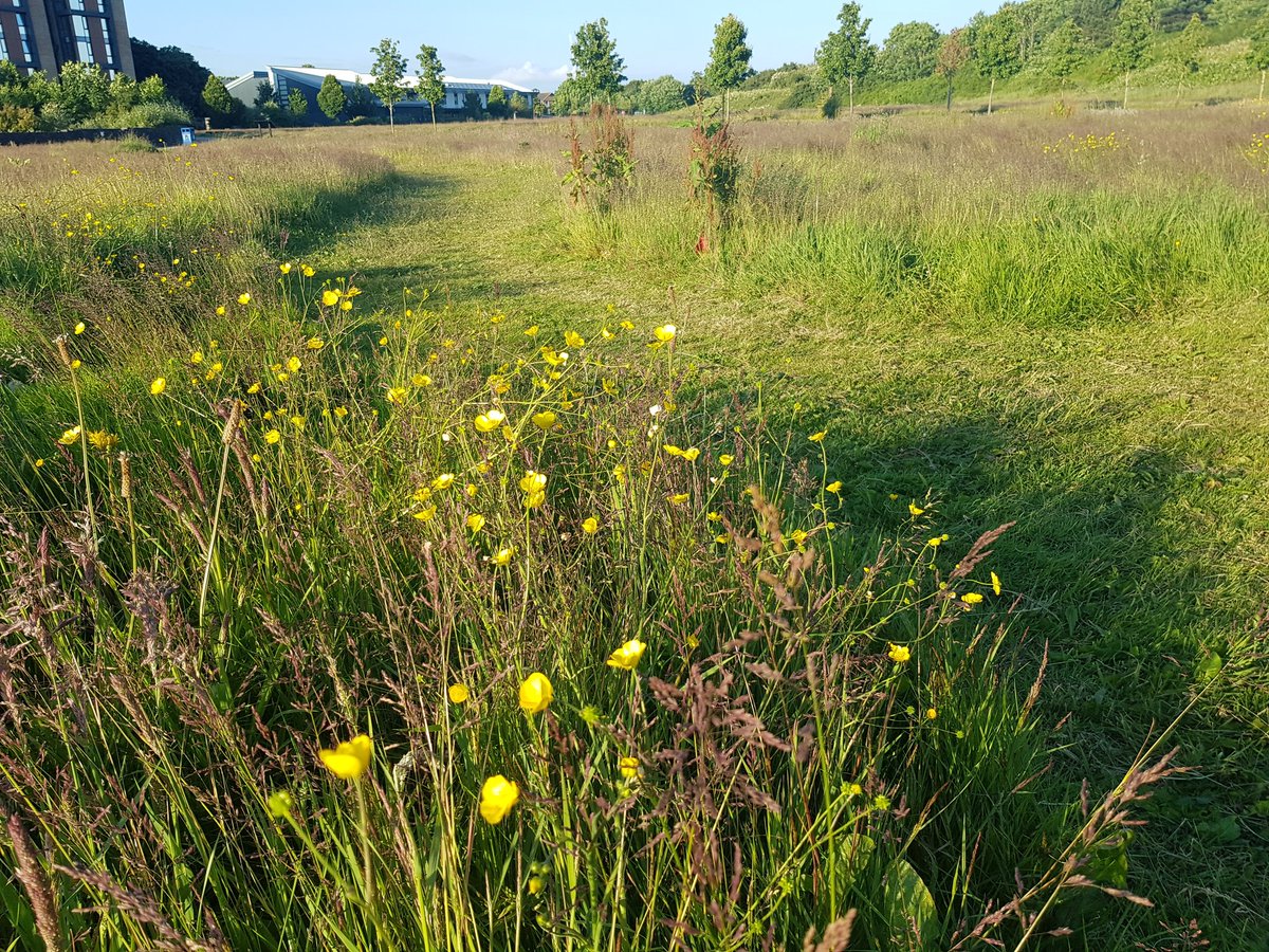 CarolynThomasNW's tweet photo. I walked across this park and was delighted to find areas left to grow with pathways cut and an #ItsForThem sign in place. Incredible #biodiversity @cardiffcouncil @TimBirchWild @WGRural @huw4ogmore Walkers liked the diversity of paths too! https://t.co/cBlwcBRoRc