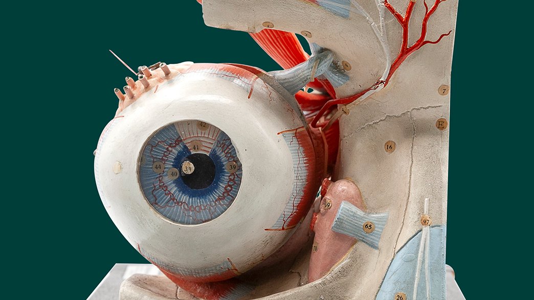 A beautiful model, papier-mâché model of the eyeball. Manufacturer: F.L. Fischer.