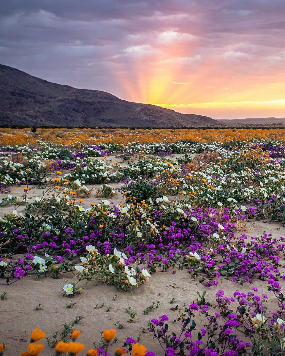 VisitCA's tweet image. Today is the start of California State Parks Week! 🐻 Did you know there are 280 @CAStateParks in California? That’s more than any other state! 

Learn more about our state parks: bit.ly/4bQZGMM

📍Anza Borrego State Park

📷 aaron.captures on IG