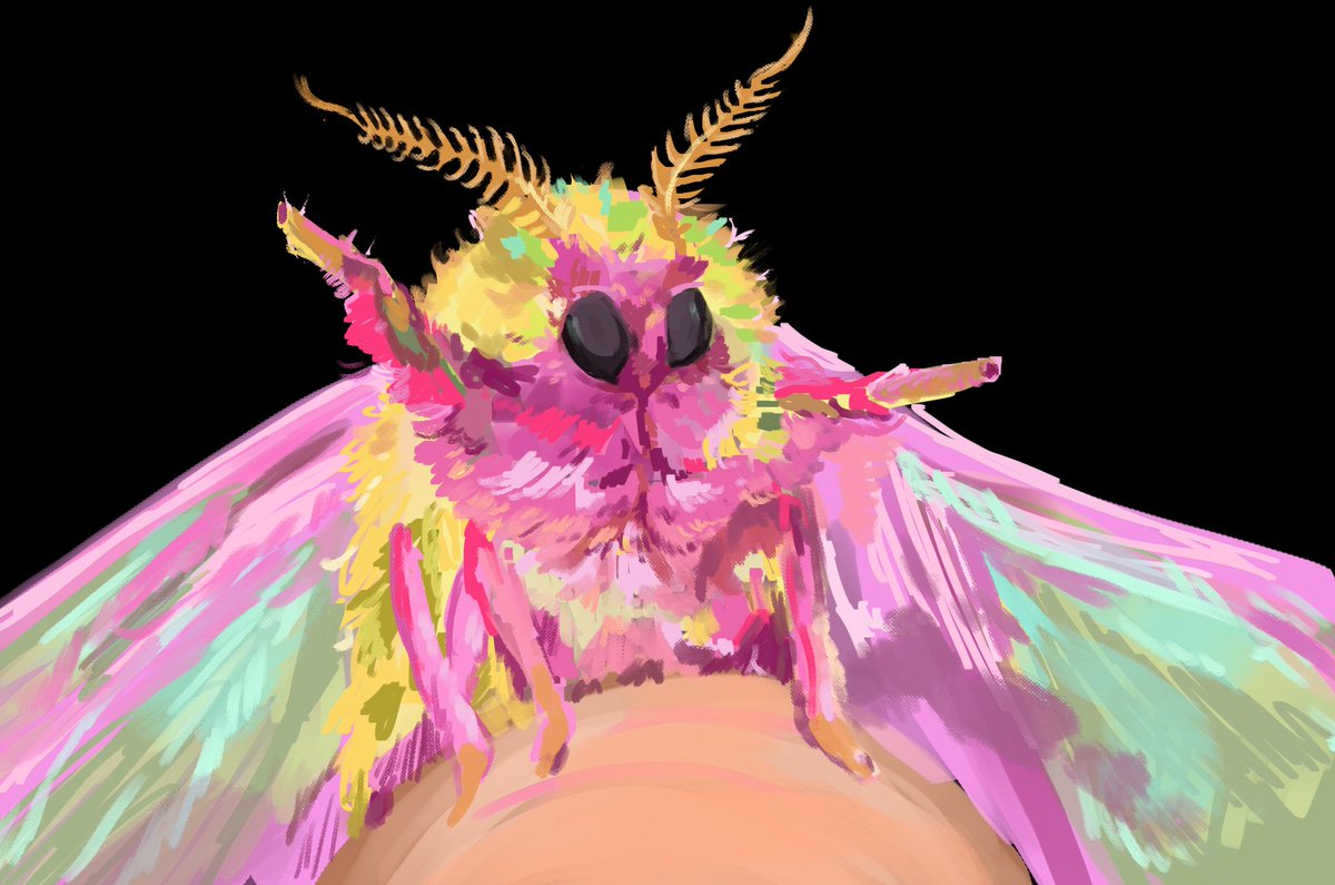Tenraining's tweet photo. Cute moth study https://t.co/y0whOiO6Ji