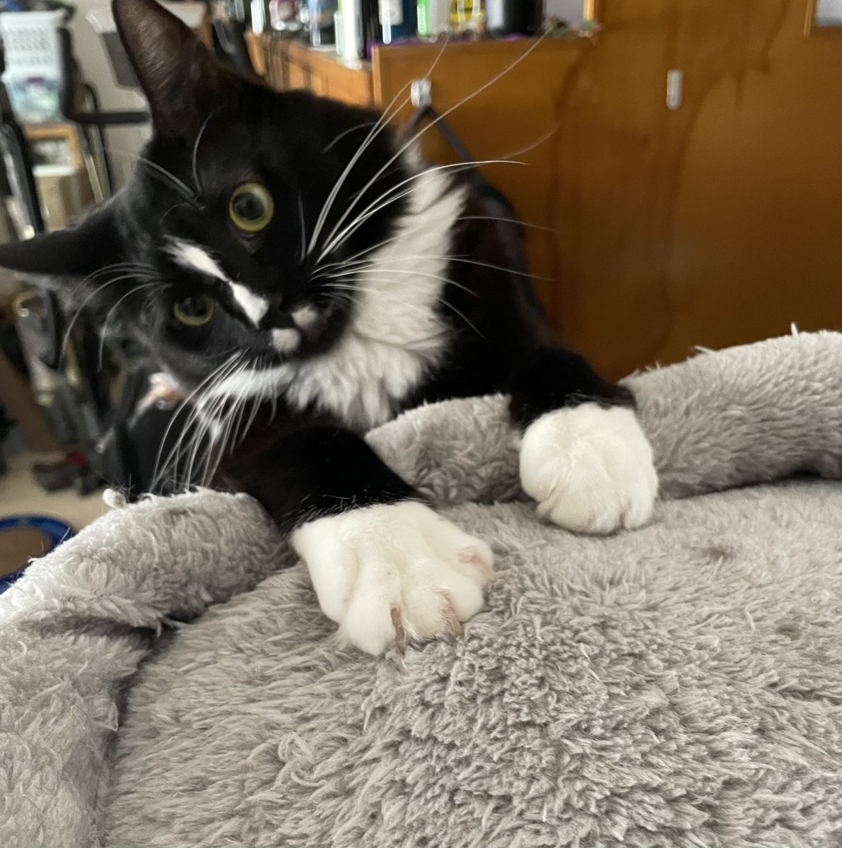 Forgot to post this liddol idiot being psycho