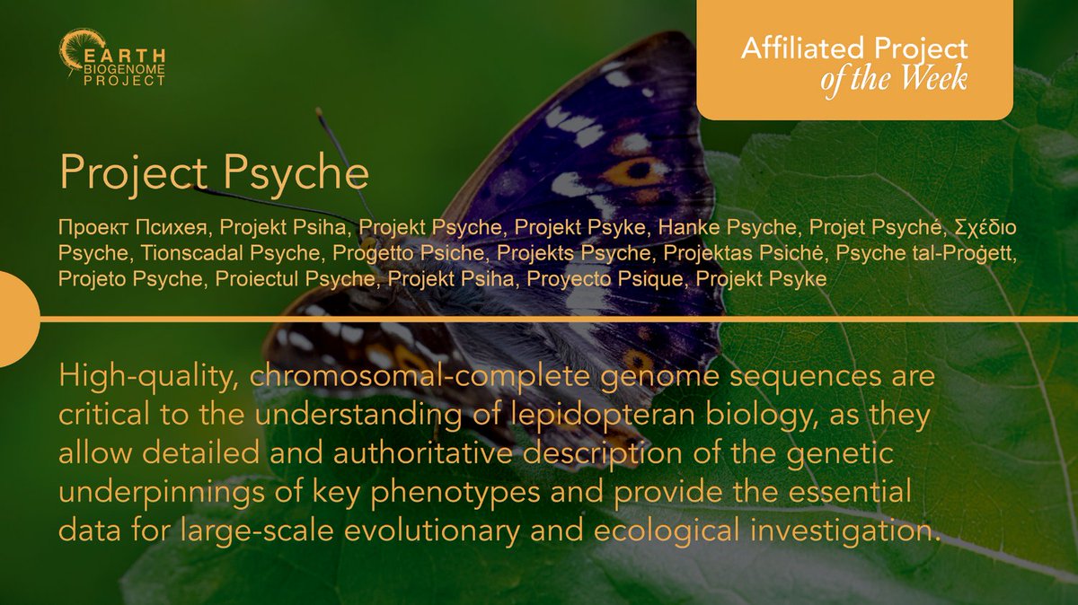Earth BioGenome Project (@ebpgenome) on Twitter photo We're honored here at EBP to have <a href="/Psychegenome/">Project Psyche</a> with us as Affiliated Project of the Week! #biodiversity #conservation #butterflies #moths #womeninstem #genomics We're honored here at EBP to have <a href="/Psychegenome/">Project Psyche</a> with us as Affiliated Project of the Week! #biodiversity #conservation #butterflies #moths #womeninstem #genomics