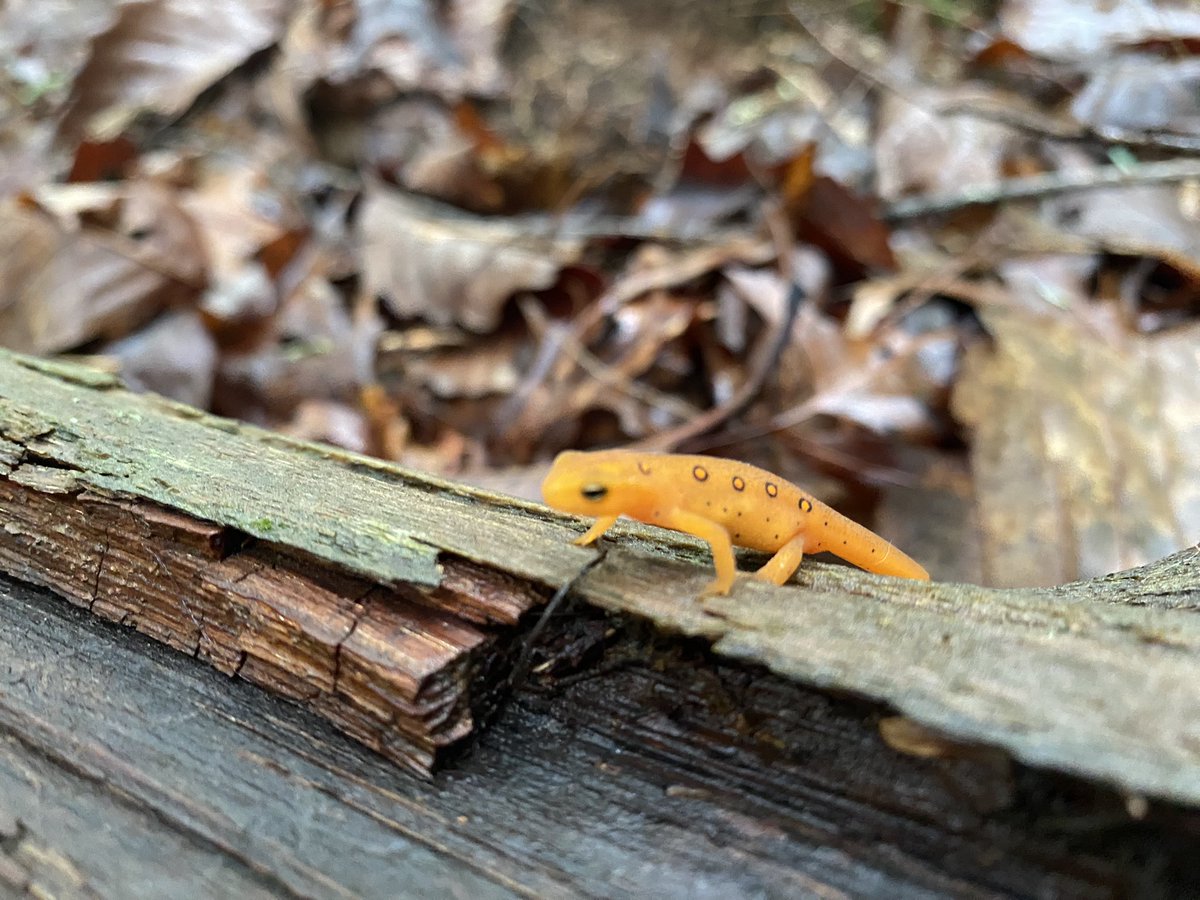 snaild_it's tweet image. 