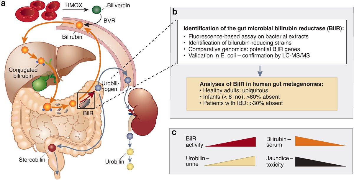 Identification of the gut microbial enzyme turning the urine yellow

👉doi.org/10.1016/j.kint…

@UCLouvain_be <a href="/IREC_UCLouvain/">IREC - UCLouvain</a> <a href="/UZH_en/">University of Zurich</a>
 @MarianneHarvent @OlivierDevuyst

#KINephrologyDigest #gutmicrobiota #bilirubinreductase #BilR