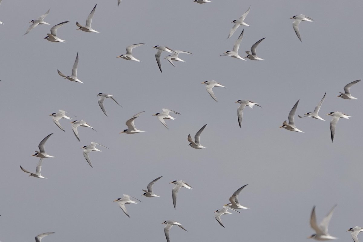 Janice Sutton tweet media