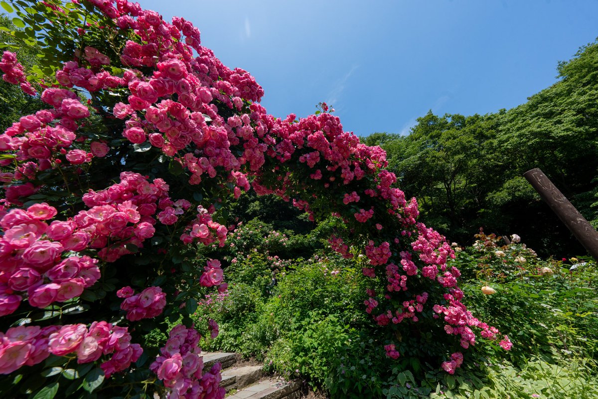 Himajinjijii's tweet photo. 盛り盛りな薔薇アーチ🌹🌹
#布引ハーブ園
#薔薇 #ばら #バラ
#花写真
#キリトリノセカイ
#photooftheday
#flowerphoto
#rose #rosearch https://t.co/fdQcYvxjKY