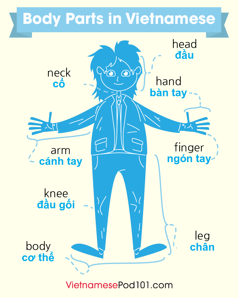 VietnamesePod's tweet photo. Expand your vocabulary! Study Body Parts in Vietnamese! 👄👍 PS: Learn Vietnamese with the best FREE online resources, just click here https://t.co/IsvAmD9QFQ https://t.co/DObKKAwXeE