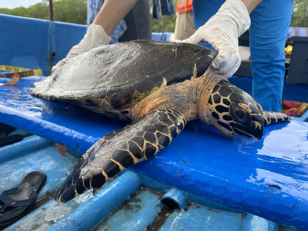 Sophie Benbow (@slpbenbow) on Twitter photo An extreme pleasure and honour to share a boat with this gorgeous lady today, learning more about <a href="/FaunaFloraInt/">Fauna & Flora</a> work in #Nicaragua with local group #CasaCarey Busy #savingnaturetogether #hawksbill #turtle <a href="/HeydiSAndino/">Heydi Salazar</a> An extreme pleasure and honour to share a boat with this gorgeous lady today, learning more about <a href="/FaunaFloraInt/">Fauna & Flora</a> work in #Nicaragua with local group #CasaCarey Busy #savingnaturetogether #hawksbill #turtle <a href="/HeydiSAndino/">Heydi Salazar</a>