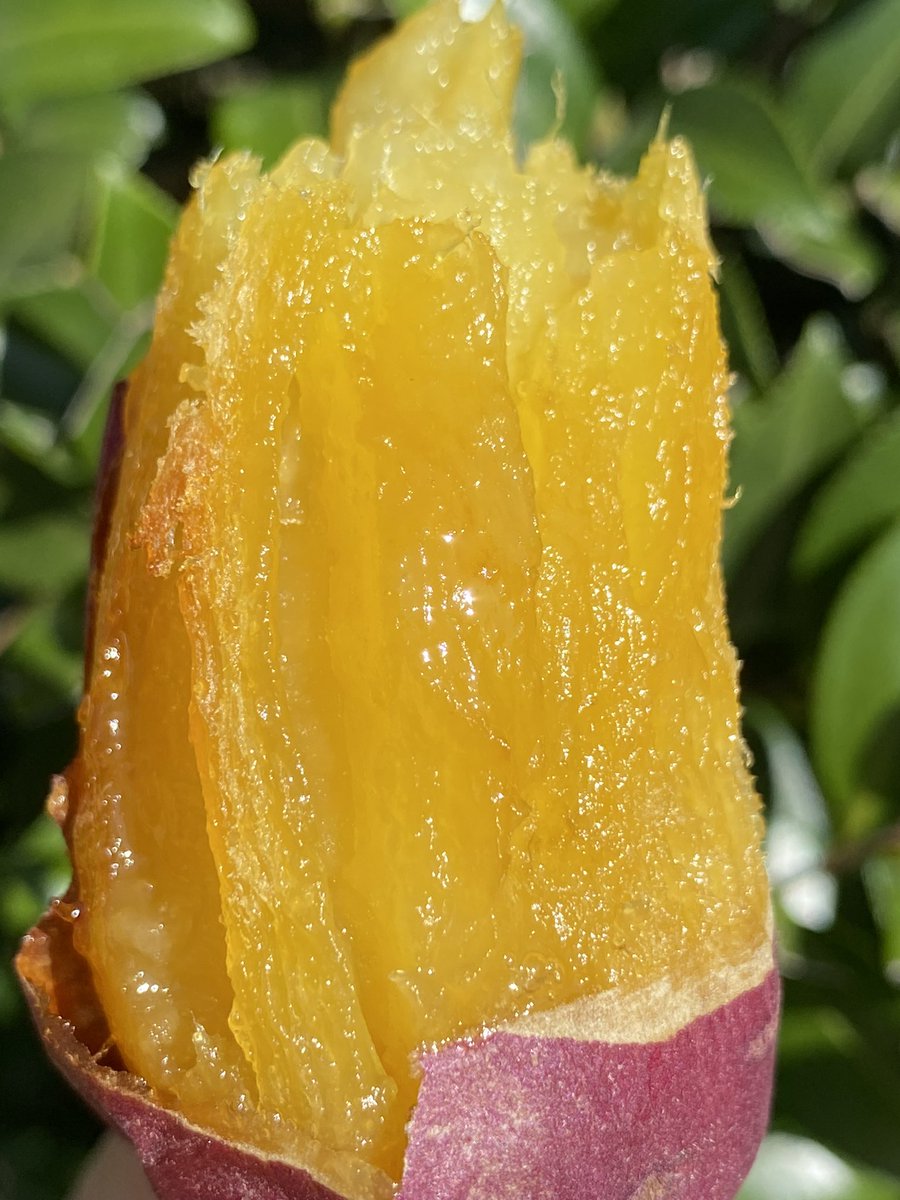 satsumaimo77's tweet image. 【さつまいもプレゼント企画】

抽選で1名様にねっとり甘い「さわやかのサツマイモ」1箱3Kg入りをプレゼント致します🎁

☀︎応募方法☀︎

1️⃣@satsumaimo77 をフォロー
2️⃣このツイートをRT

※送料も無料です。

※締切6/14(金)23:59