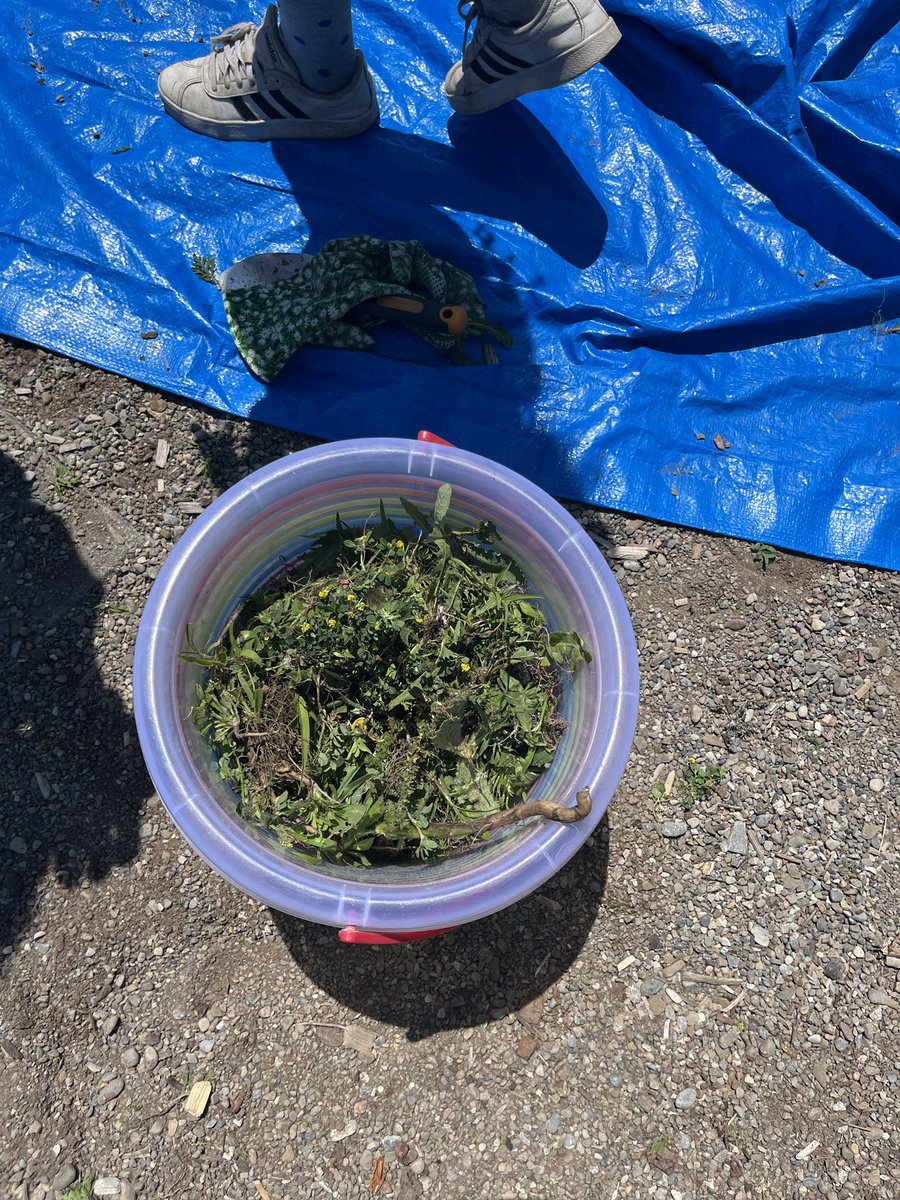 Kenollie students continue to weed our rain garden. Your ongoing efforts are appreciated!💕🌱