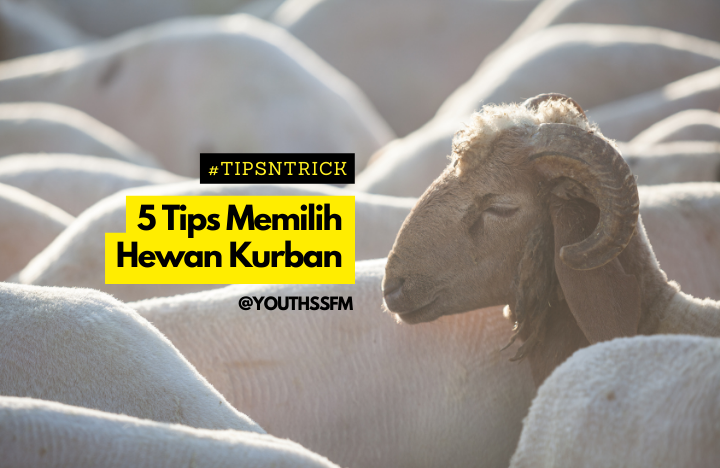 Youthssfm's tweet photo. #TipsnTrick
Hari Raya Idul Adha udah sebentar lagi nih, YupSS. Siapa nih yang mau beli hewan kurban tapi bingung cara milihnya gimana? Eits daripada bingung yuk sini-sini kita bahas tips memilih hewan kurban yang baik dan benar berikut ini! https://t.co/TfMK78dKBI